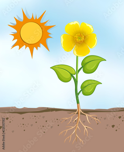 Scene with flowers growing in the bright sunny day