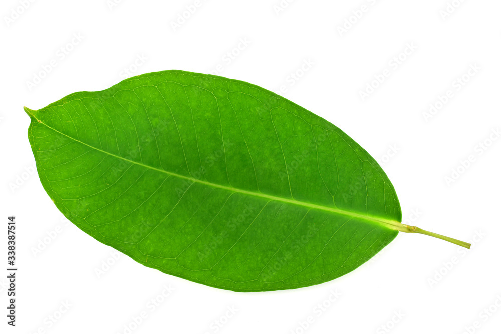 Obraz premium green leaf isolated on white