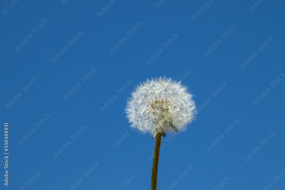 seeds of a dandelion flower against a blue sky
