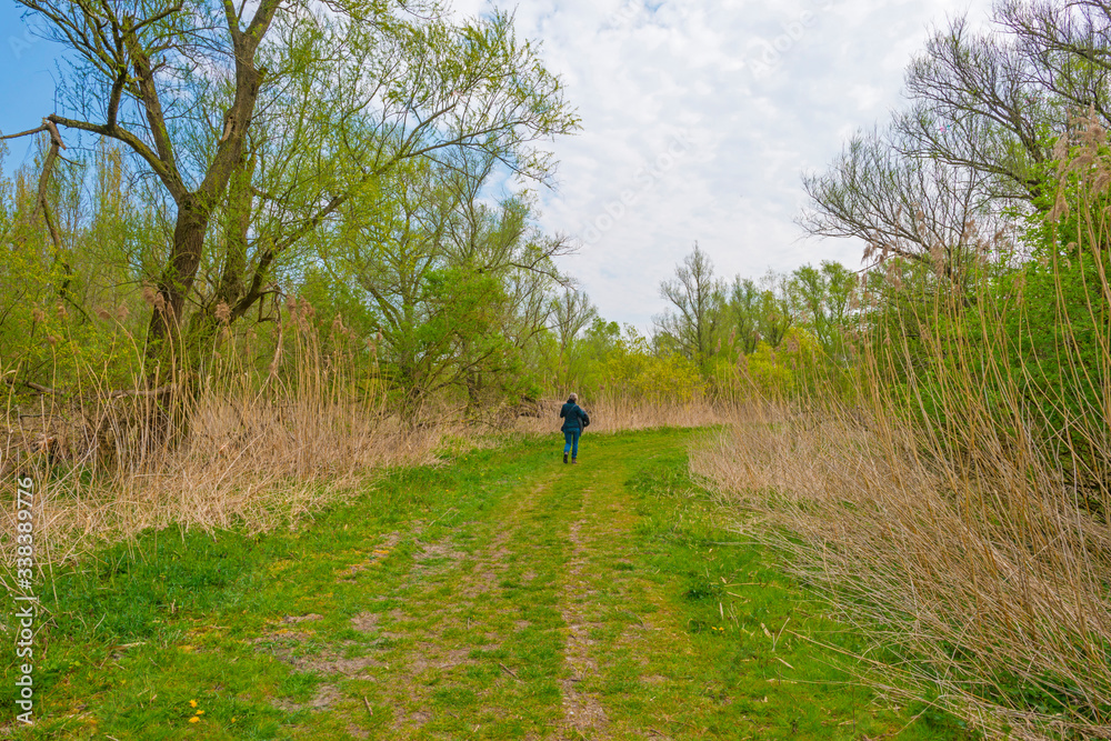 Forest in a field with reed below a blue sky in sunlight in spring