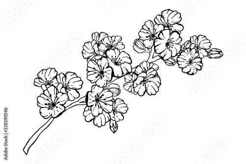 Hand drawn spring sakura, flowers, blooming tree branches, floral elements isolated on white background. Ink vector doodle sketch illustration for design cards, invitations, tattoo, coloring book