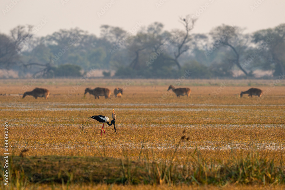 Black necked stork in scenic landscape of keoladeo national park or bharatpur bird sanctuary, india - Ephippiorhynchus asiaticus
