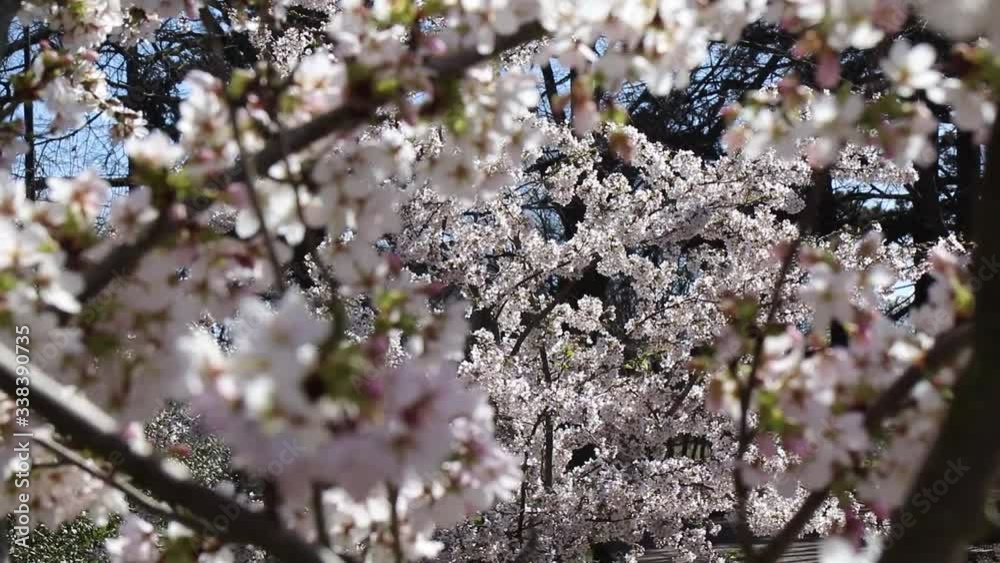 White callery pear background in focus