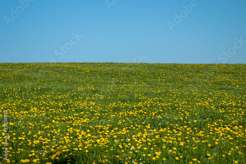 meadow foll of yellow dandelion blossoms under the blue sky