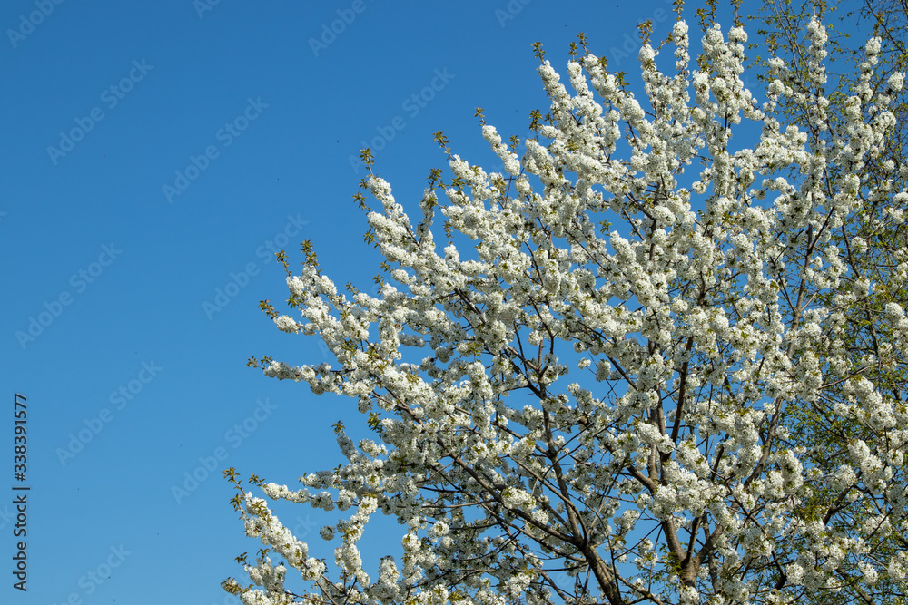 white tree blossoms against a blue sky white tree blossoms against a blue sky