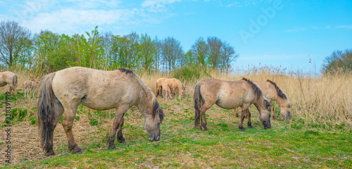 Horses in a field with reed below a blue sky in sunlight in spring © Naj