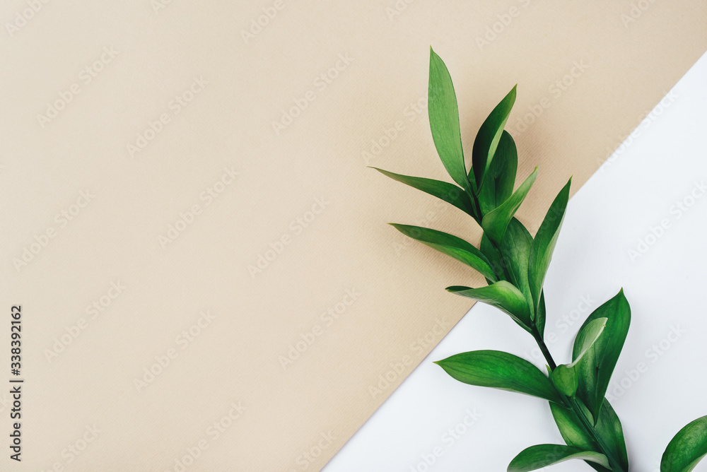 Fresh green branch on a beige background. Minimal concept. Flat lay, copy space. Fresh green branch on a beige background. Minimal concept. Flat lay, copy space.