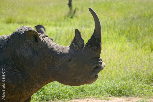 Closeup of endangered White Rhino at Lewa Wildlife Conservancy, North Kenya, Africa