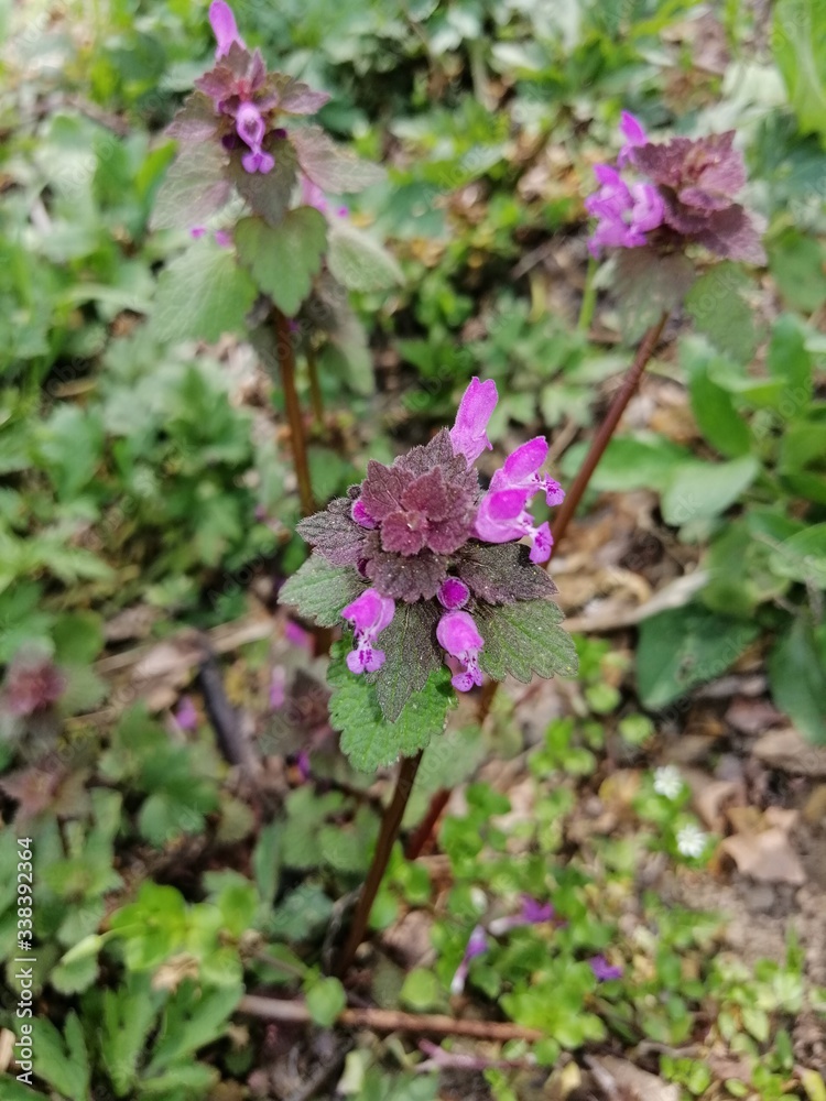 Purple flowers in the garden. Taken in Senta in April 2020. Purple flowers in the garden. Taken in Senta in April 2020.