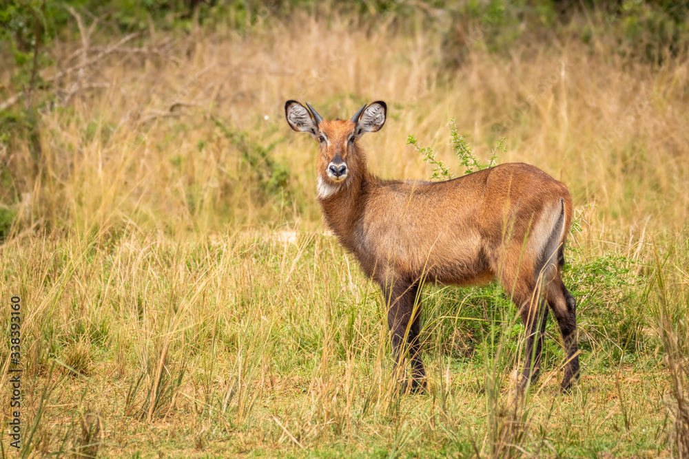 A young male defassa waterbuck ( Kobus ellipsiprymnus defassa), Murchison Falls National Park, Uganda. A young male defassa waterbuck ( Kobus ellipsiprymnus defassa), Murchison Falls National Park, Uganda.