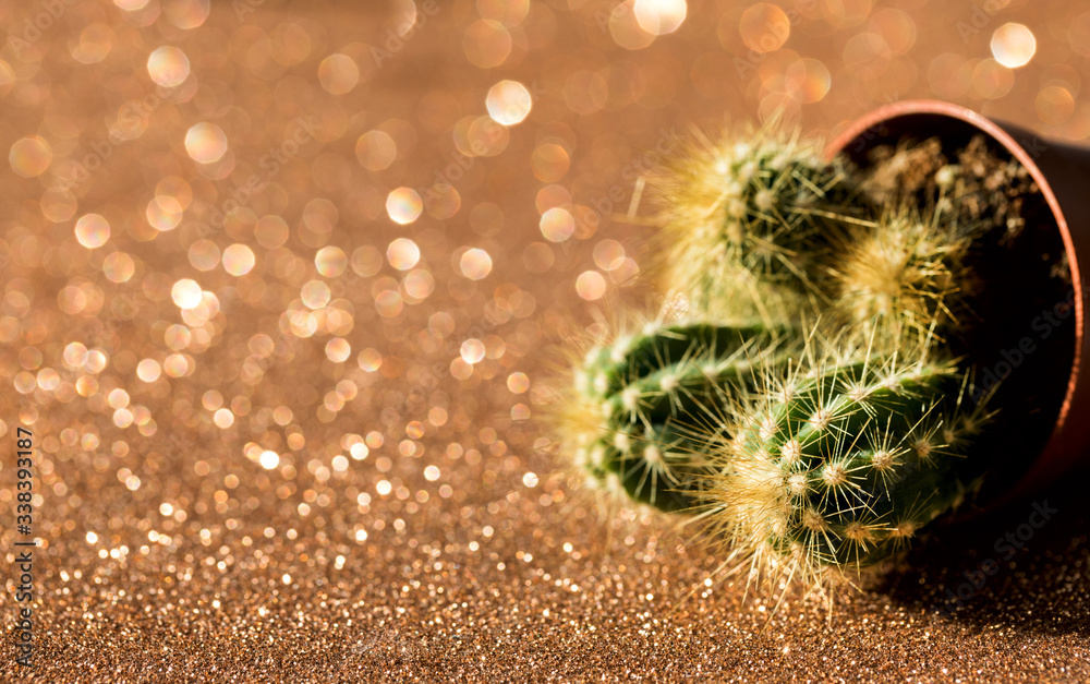 Fototapeta premium Cactus in a pot. Houseplant on Bright Abstract Blurred background.