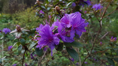 Bright purple Azalia flowering on a woodland bush in spring.