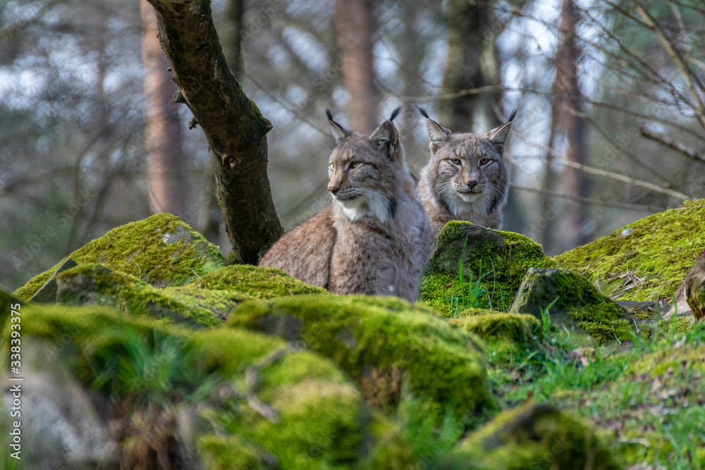 Obraz premium Luchse im Wald