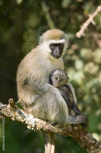 Female Vervit Monkey and her baby sitting in tree outside of Lewa Wildlife Conservancy, North Kenya, Africa