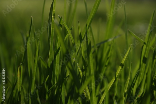 a green grass in the spring garden