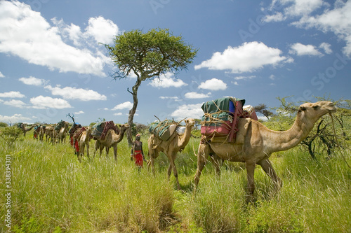 Camel safari with Masai warriors leading camels through green grasslands of Lewa Wildlife Conservancy, North Kenya, Africa photo