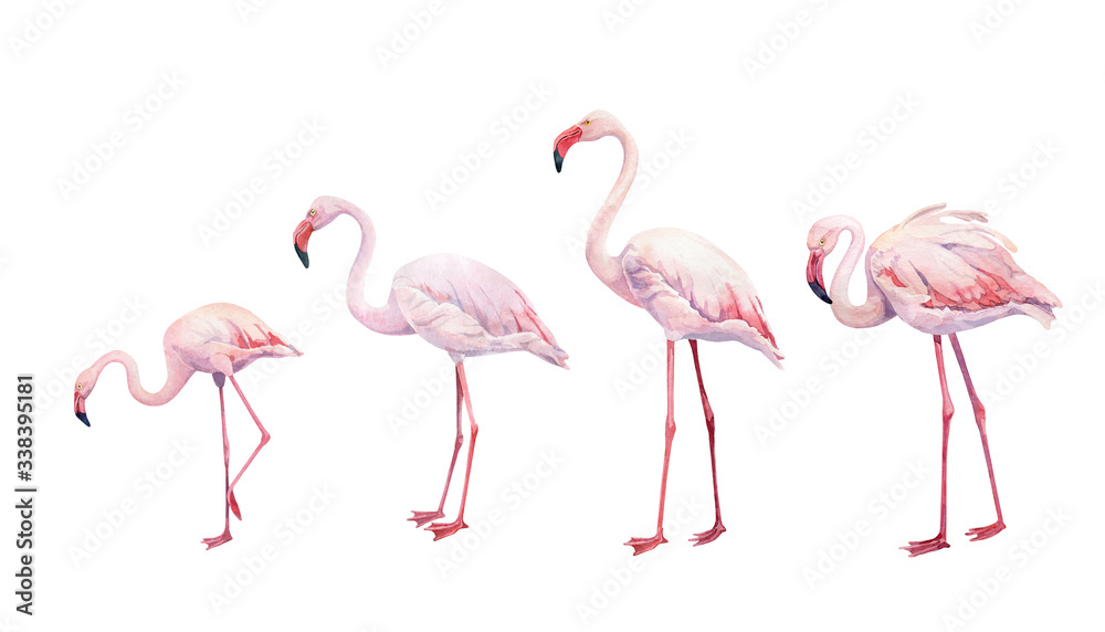 Fototapeta premium Zestaw akwarela różowe flamingi na białym tle
