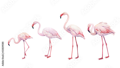 Set of watercolor pink flamingos on a white background