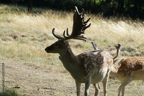 Wild Deer