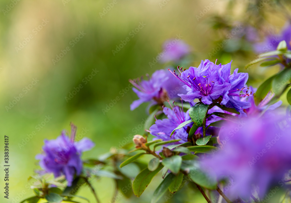 Bright purple Azalia flowering on a woodland bush in spring.