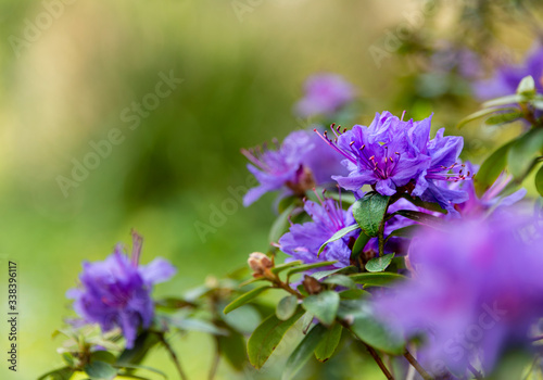 Bright purple Azalia flowering on a woodland bush in spring.