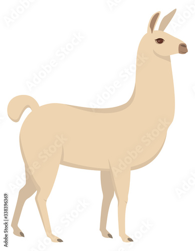 Standing cute llama. Beautiful animal in cartoon style.