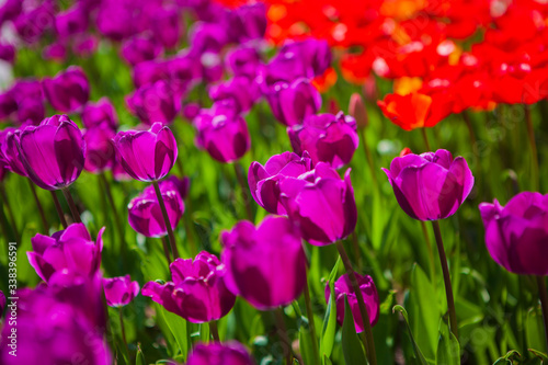 Fototapeta Naklejka Na Ścianę i Meble -  purple tulips in the garden