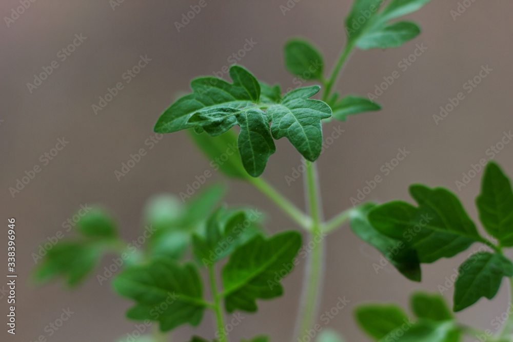 young tomato sprout on a blurred natural background young tomato sprout on a blurred natural background
