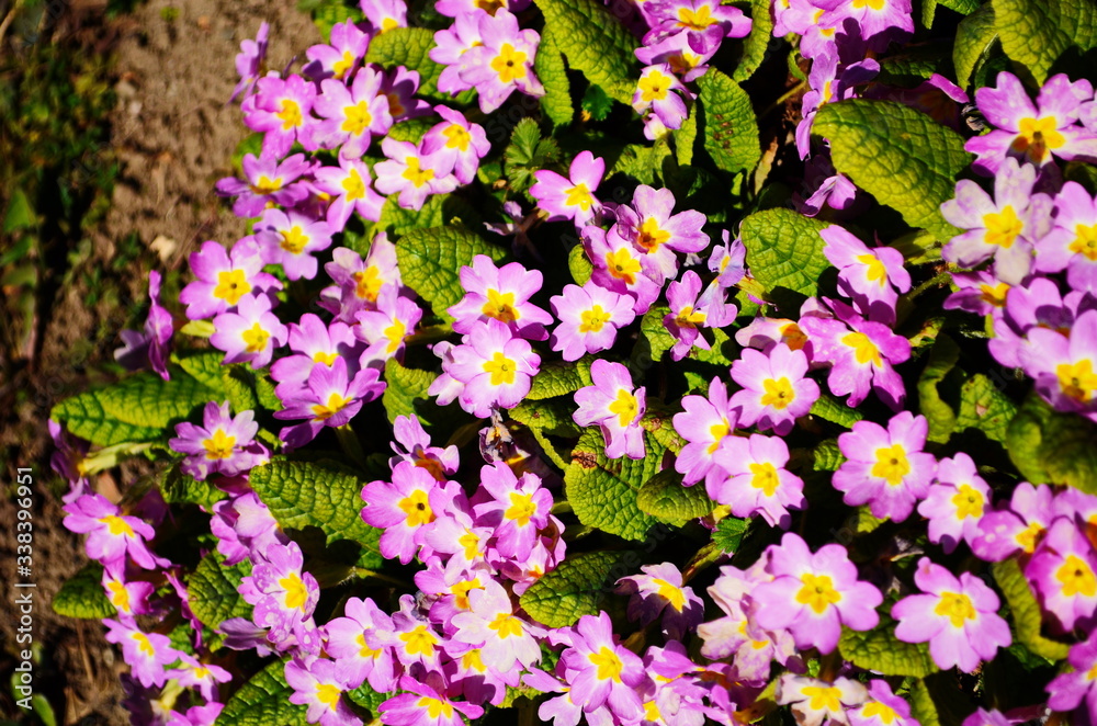 Perennial primrose or primula in the spring garden. Spring primroses flowers, primula polyanthus. Perennial primrose or primula in the spring garden. Spring primroses flowers, primula polyanthus.