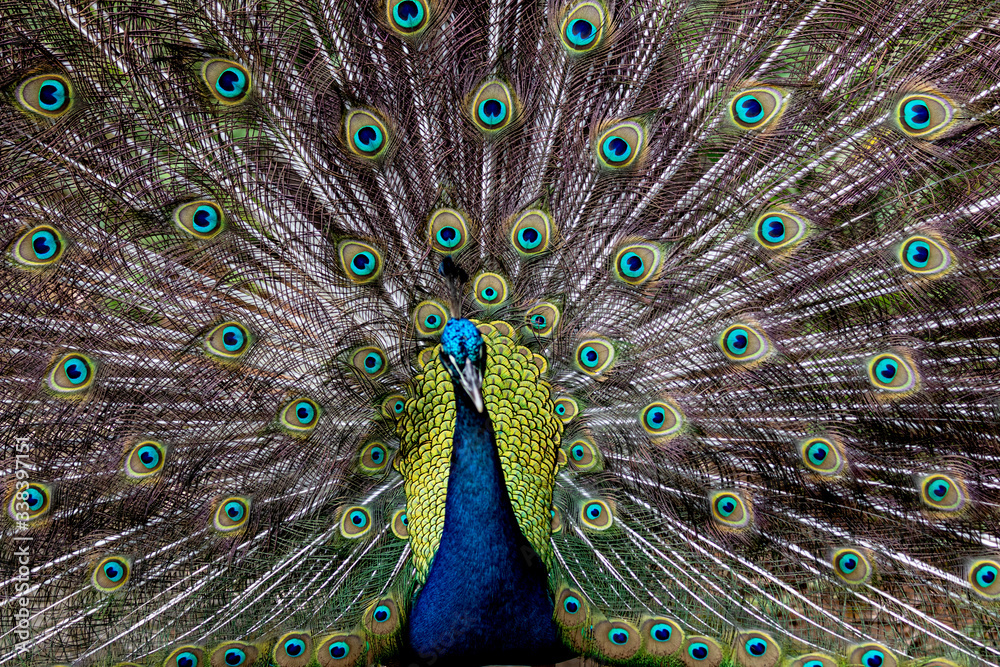 Obraz premium Pavão