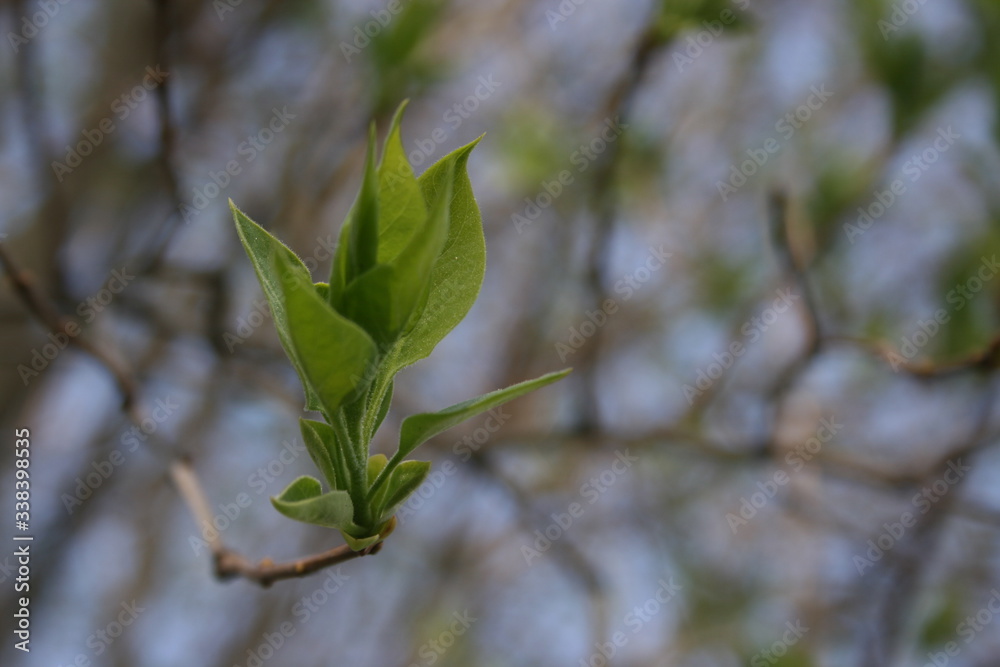 the green fresh buds on the branches of tree the green fresh buds on the branches of tree