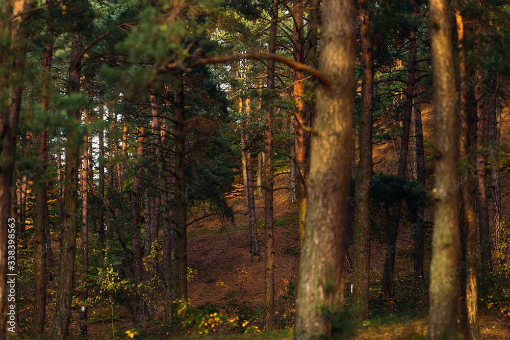 Obraz premium Pine forest, pinewood