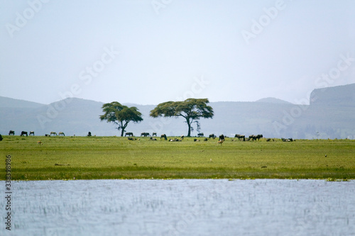 Two acacia trees from a boat view in Lake Naivasha, Great Rift Valley, Kenya, Africa
