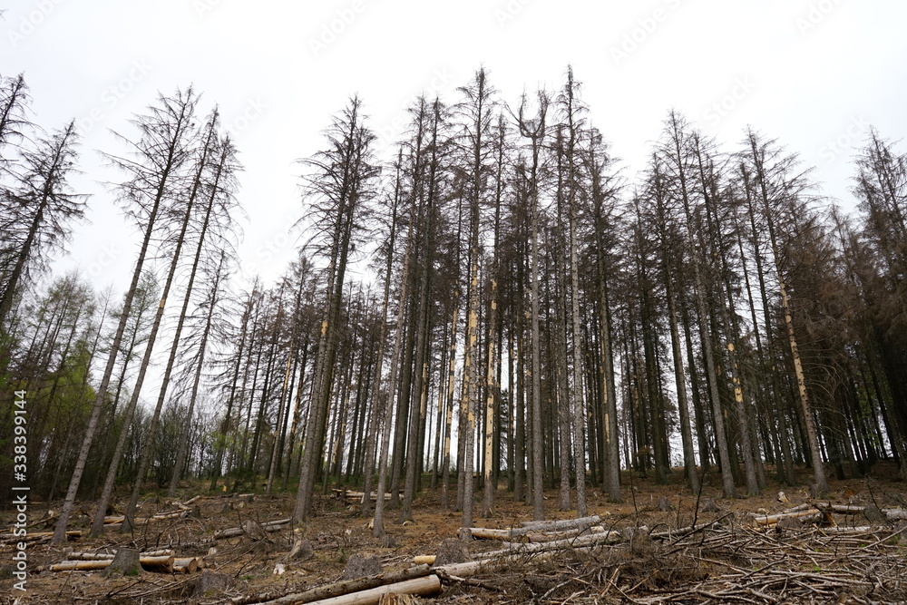 Waldsterben - Borkenkäfer, Trockenheit, Dürre, Hitze Waldsterben - Borkenkäfer, Trockenheit, Dürre, Hitze