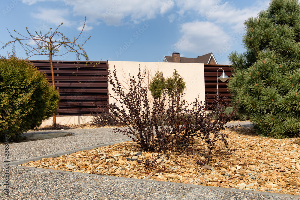 Modern conifer tree garden design. Pavement path of the garden.