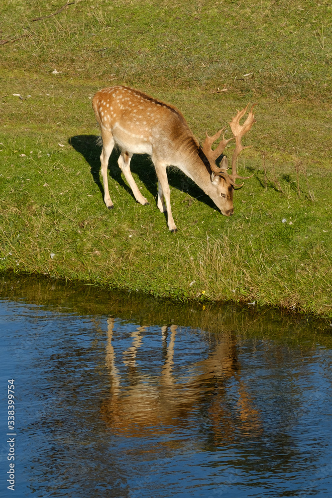 A fallow deer eating grass, next to a river in the sun, refelction in the water, the Netherlands A fallow deer eating grass, next to a river in the sun, refelction in the water, the Netherlands