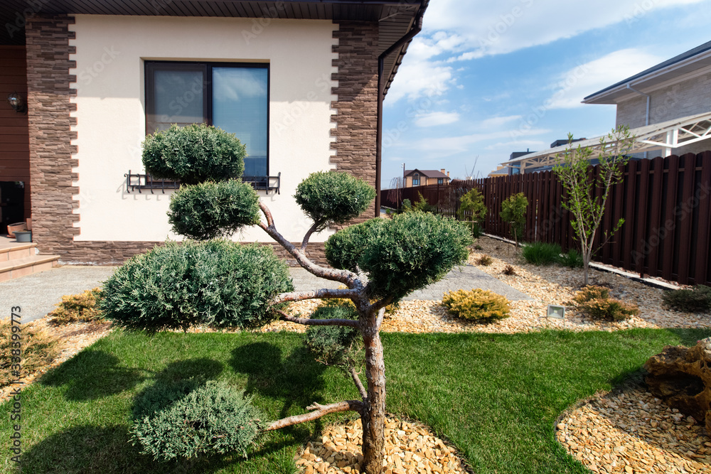Modern conifer tree garden design. Pavement path of the garden.Modern Garden design with large stones.. Cloud pruned topiary tree.