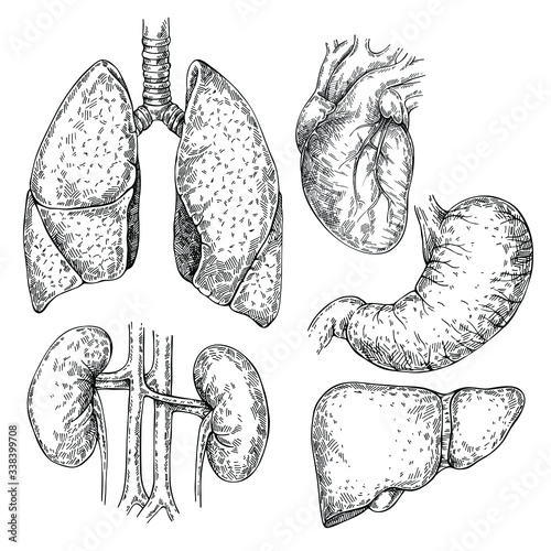 Sketch Anatomical kidneys organ.  Human anatomy. Hand drawn Kidney. 