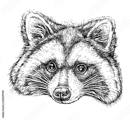 Hand drawn portrait of cute Raccoon. Vector illustration isolated on white
