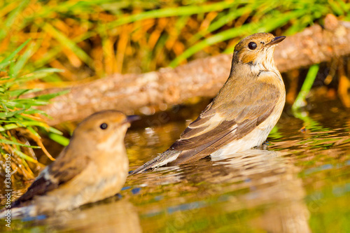 Pied Flycatcher, Ficedula hypoleuca, Papamoscas Cerrojillo, Forest Pond, Castilla y León, Spain, Europe photo