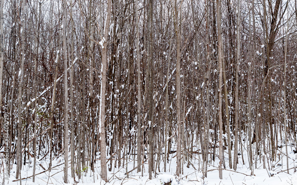 Obraz premium Snow covered saplings from a spring snow fall in Deerfield Township, Pennsylvania, USA