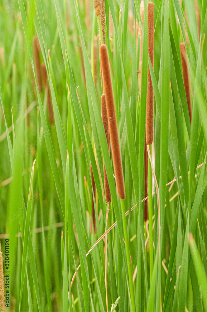 Obraz premium Thickets of young green reedmaces on shore of pond.