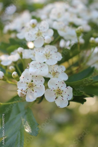 Fleurs blanches en floraison