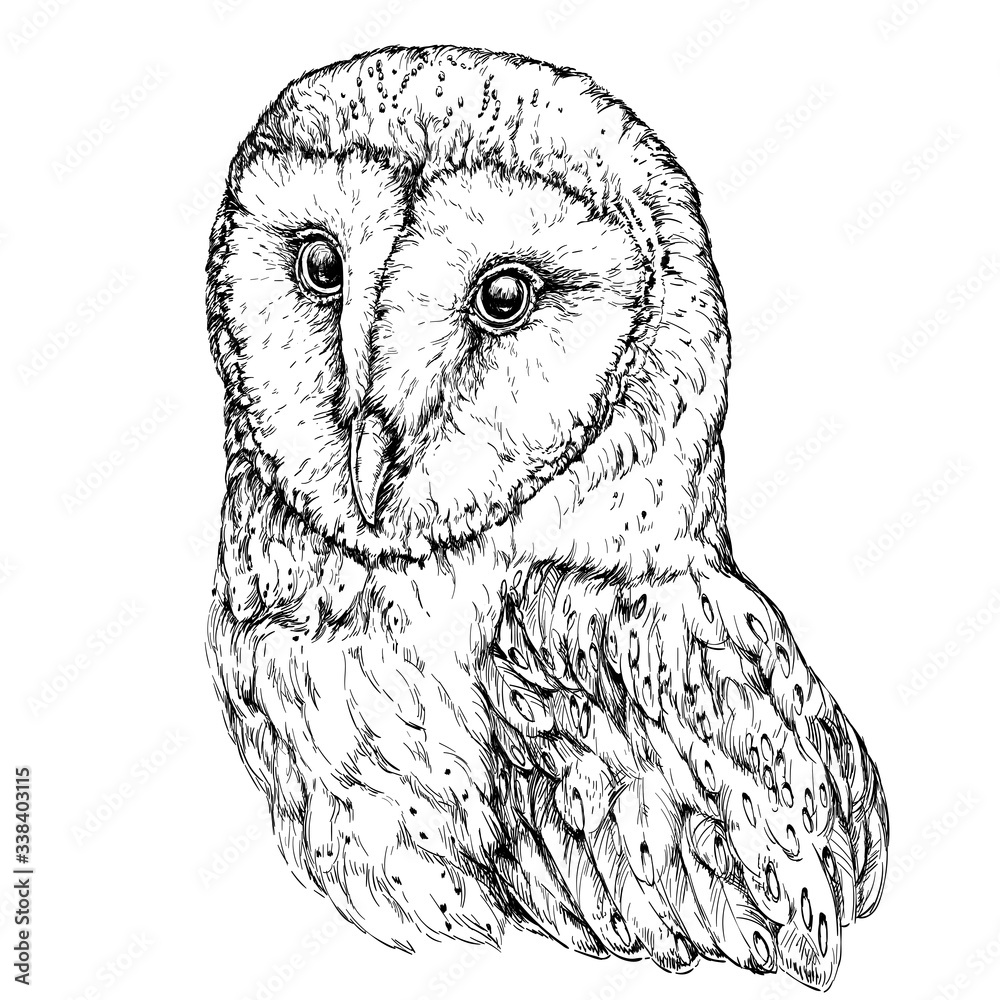 Fototapeta premium Hand Drawn Illustration of Barn Owl. Vector illustration