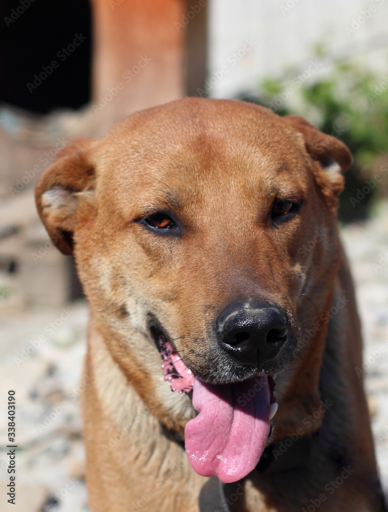 A young red-haired dog guard with brown eyes smiles and sticks out his pink wet tongue. Against the background of the street and the entrance to the booth.