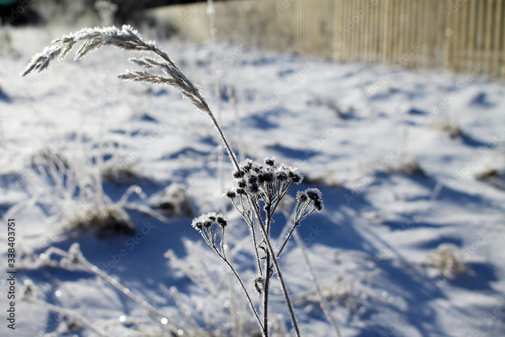 Obraz premium Dry grass covered with hoarfrost closeup.