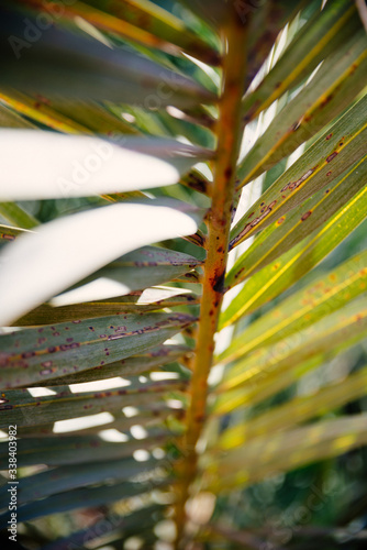 Green palm leaves close up . Flora inside of the desert oasis in arabian gulf. Grownig palm leaves under the sunlight photo