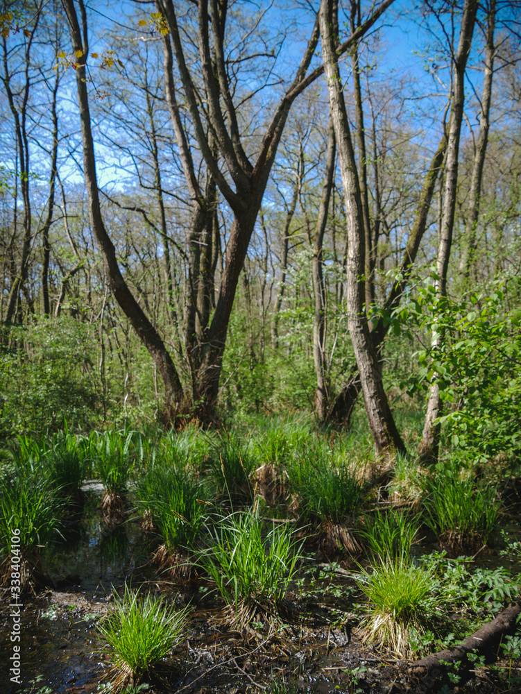 trees in the forest trees in the forest