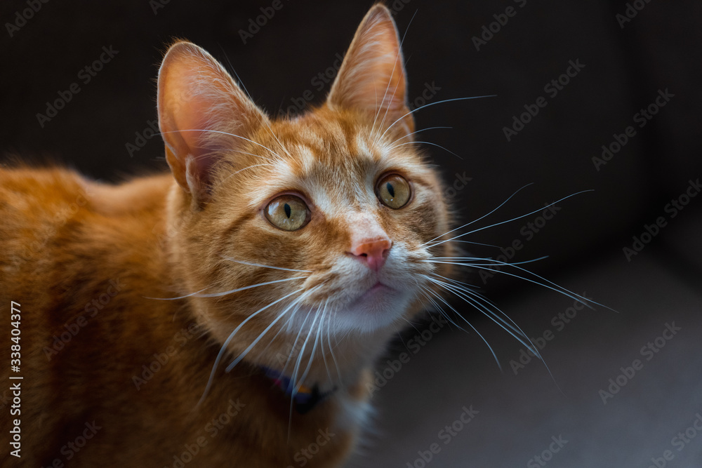 A portrait of an adorable young domestic ginger tabby cat sat at home on the sofa looking excitable 