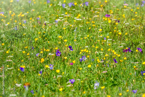 Green field with blue and yellow flowers.